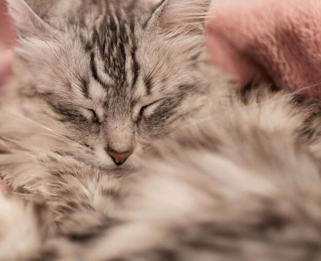 Foto close-up de um gatinho a dormir