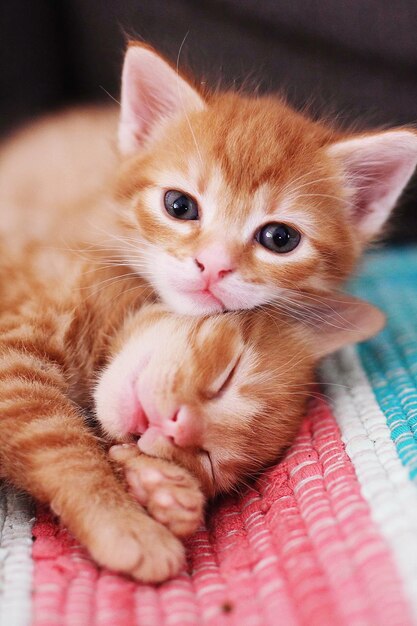 Foto close-up de um gatinho bonito