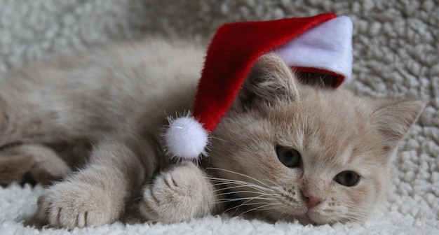 Close-up de um gatinho britânico de cabelo curto usando um chapéu de papai noel durante o natal