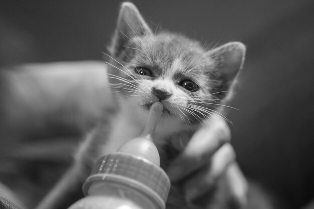 Foto close-up de um gatinho de mão