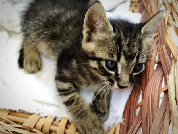 Foto close-up de um gatinho em uma cesta de vime