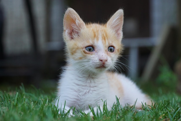 Close-up de um gatinho sentado na grama