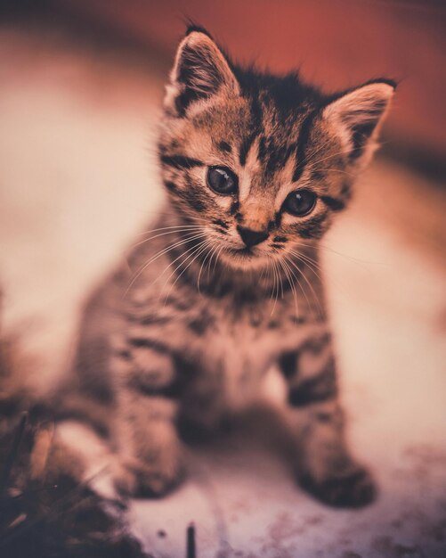 Close-up de um gatinho sentado no chão