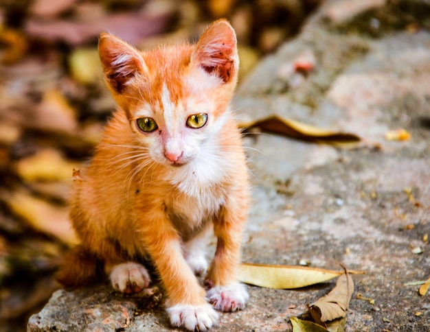 Foto close-up de um gatinho sentado