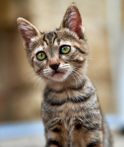 Close-up de um gatinho