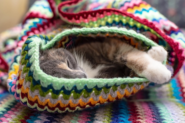 Foto close-up de um gato a dormir