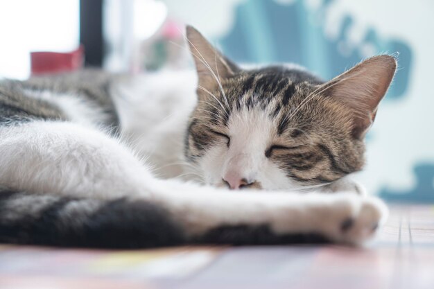 Foto close-up de um gato a dormir