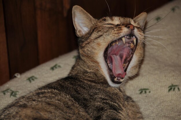 Foto close-up de um gato bocejando