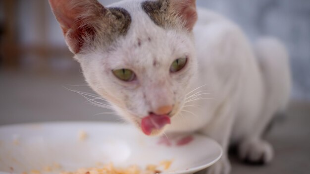 Foto close-up de um gato branco comendo comida