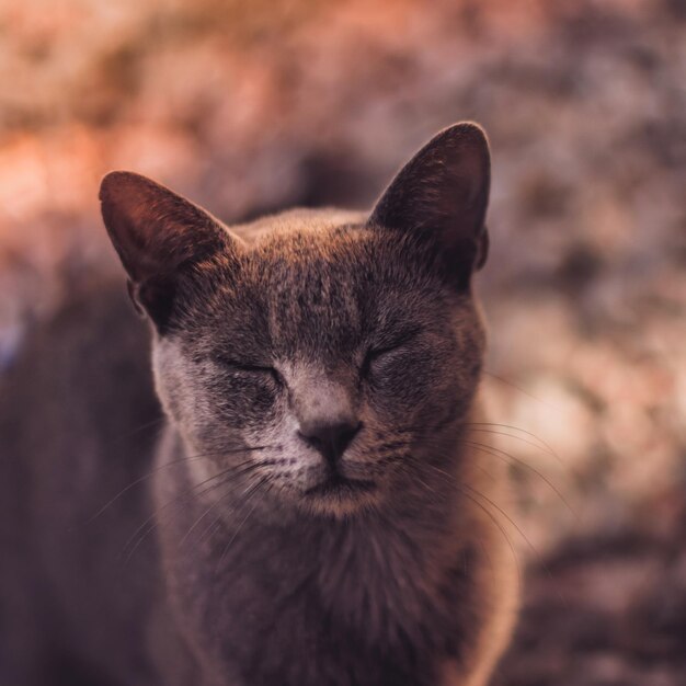 Close-up de um gato cinzento com os olhos fechados