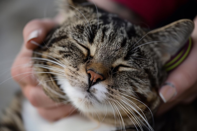 Close-up de um gato com o rosto suavemente escovado pelo dono