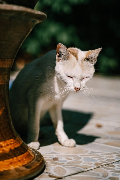 Close-up de um gato com os olhos fechados