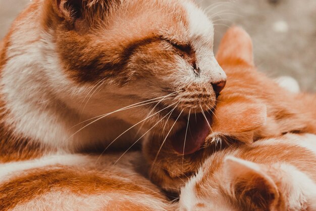 Close-up de um gato com os olhos fechados