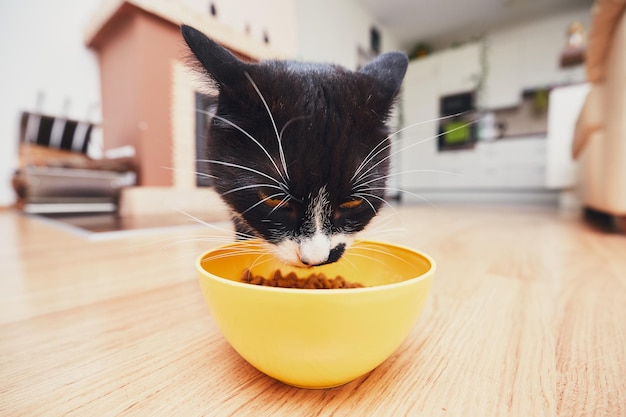 Close-up de um gato comendo comida de uma tigela em casa