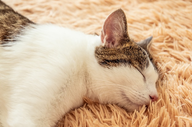 Close up de um gato de gato malhado bonito que dorme em um sofá.