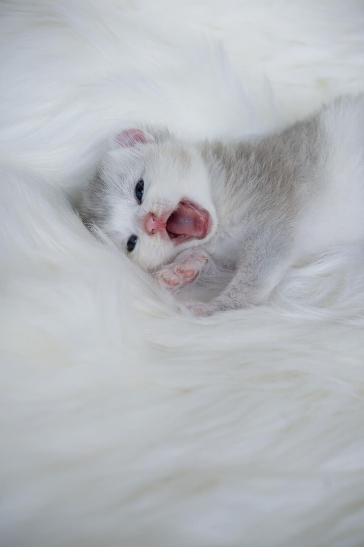 Foto close-up de um gato deitado na cama
