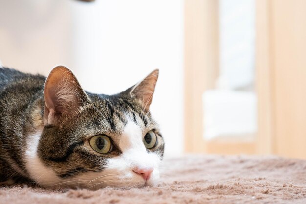 Close-up de um gato descansando em uma cama de animal de estimação em casa