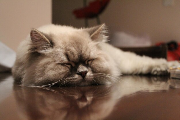 Foto close-up de um gato descansando em uma mesa