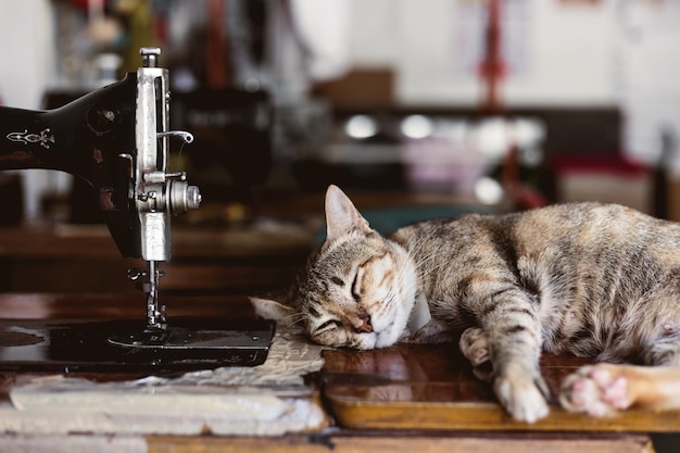 Foto close-up de um gato descansando em uma mesa