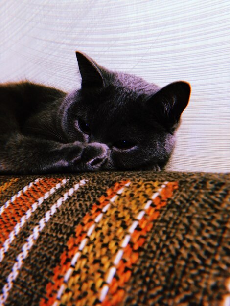 Foto close-up de um gato descansando na cama