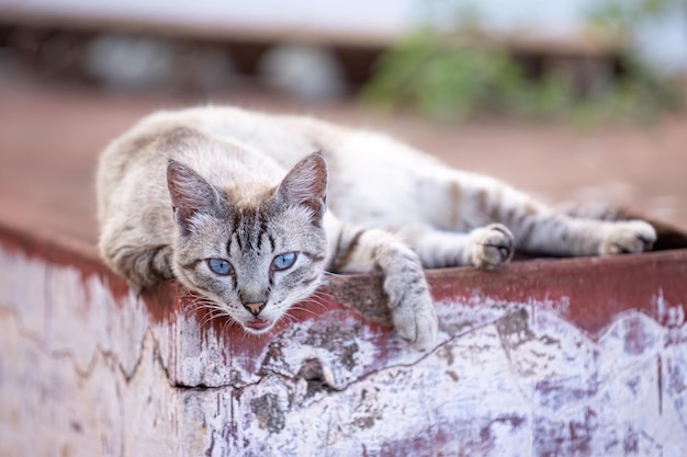 Foto close-up de um gato doméstico abandonado no cemitério