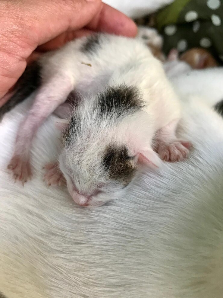 Foto close-up de um gato dormindo na mão