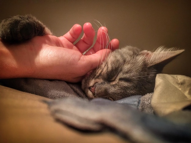 Foto close-up de um gato dormindo na mão