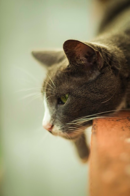 Foto close-up de um gato em casa