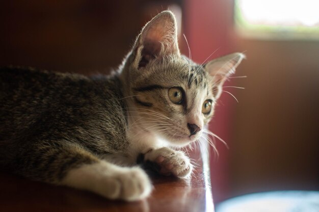 Foto close-up de um gato em casa