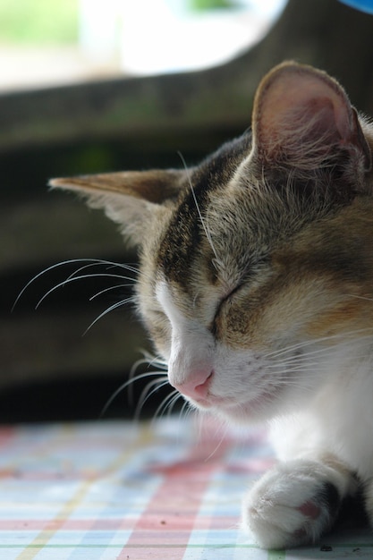 Close-up de um gato em casa