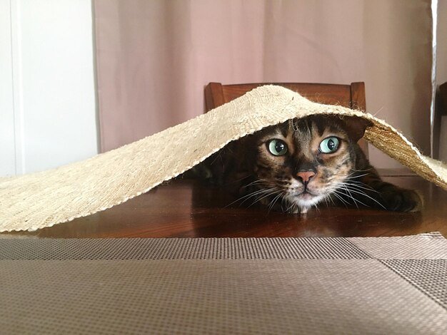 Foto close-up de um gato espreitando debaixo da toalha de mesa