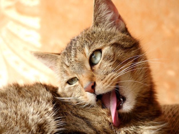 Close-up de um gato lambendo a pelagem em casa