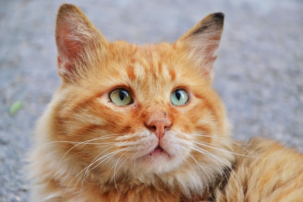 Close-up de um gato olhando para cima