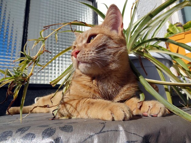 Foto close-up de um gato olhando para longe