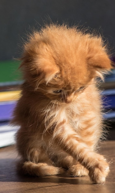 Foto close-up de um gato olhando para longe