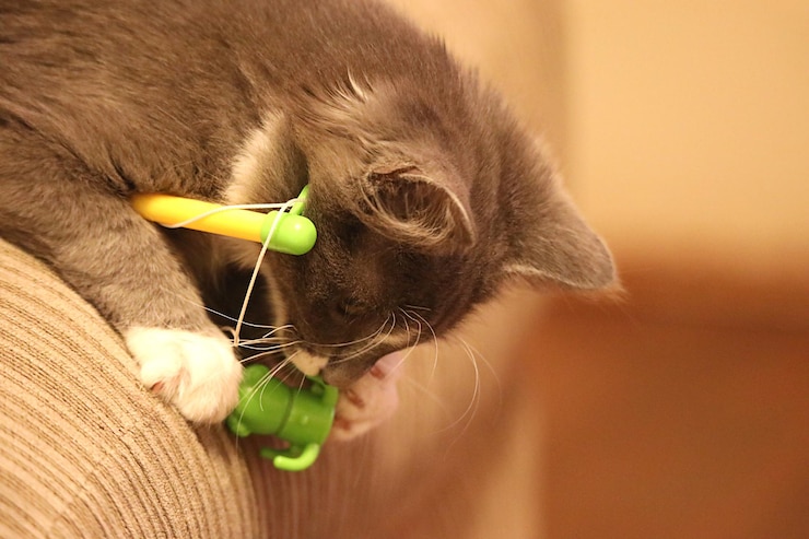 Foto close-up de um gato olhando para longe