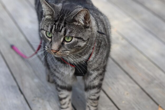 Foto close-up de um gato olhando para longe