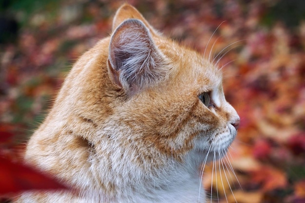 Close-up de um gato olhando para longe