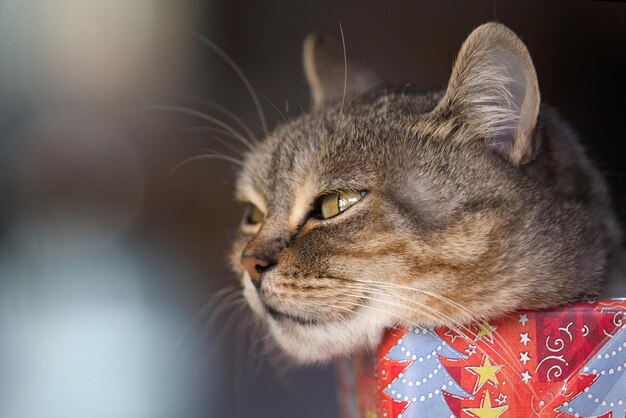 Foto close-up de um gato olhando para longe