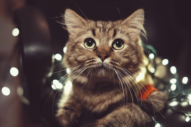 Close-up de um gato olhando para outro lado à noite