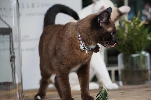 Foto close-up de um gato olhando para outro lado