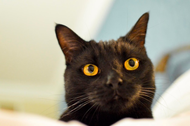 Close-up de um gato preto