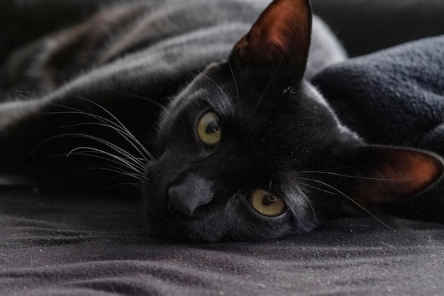 Foto close-up de um gato preto
