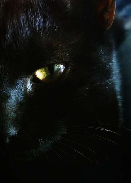 Foto close-up de um gato preto