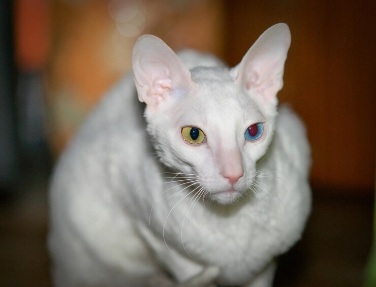 Foto close-up de um gato relaxado olhando para longe