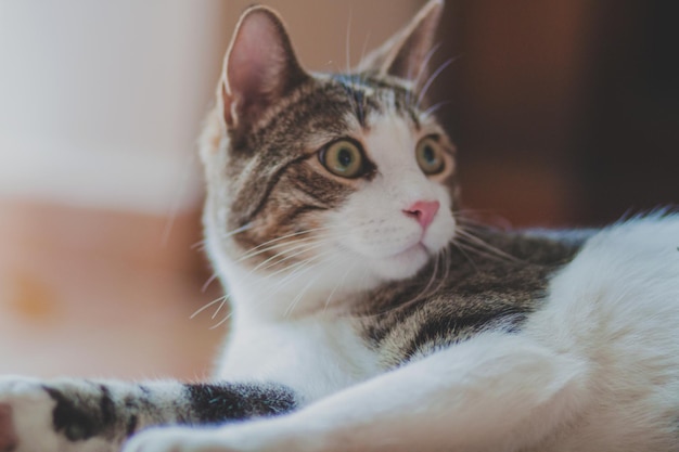 Close-up de um gato relaxando em casa
