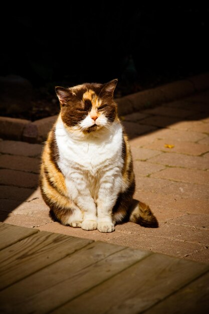 Close-up de um gato sentado ao ar livre