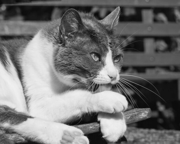 Foto close-up de um gato sentado ao ar livre