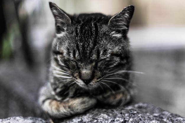 Foto close-up de um gato sentado em uma rocha