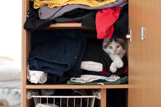 Foto close-up de um gato sentado na cama